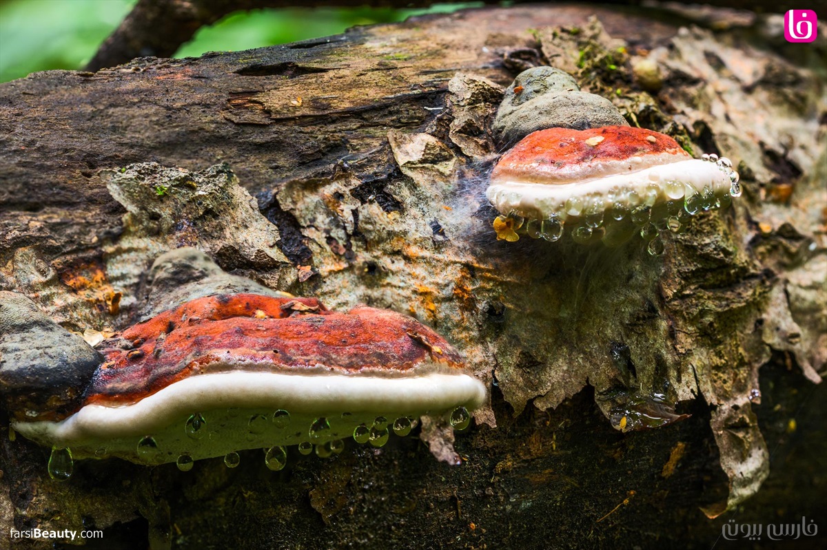 قارچ گاندورما Ganoderma mushroom