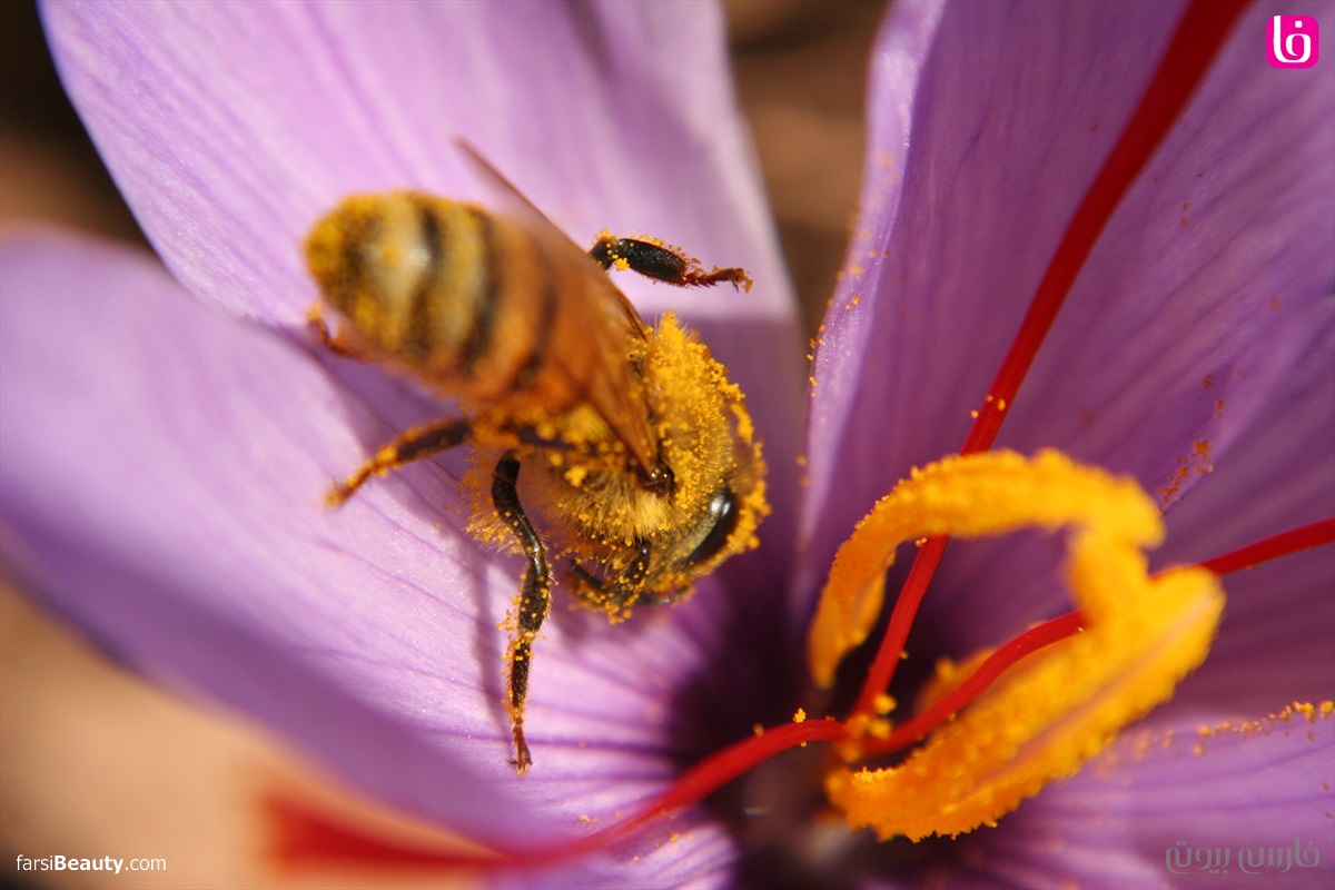 گل زعفران زنبور عسل