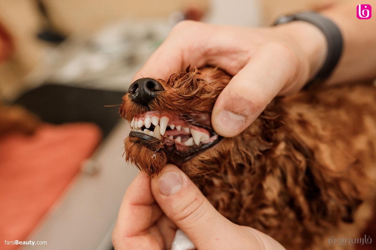 دندان سگ