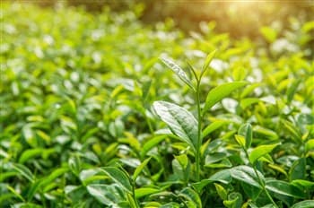 مزرعه چای سبز